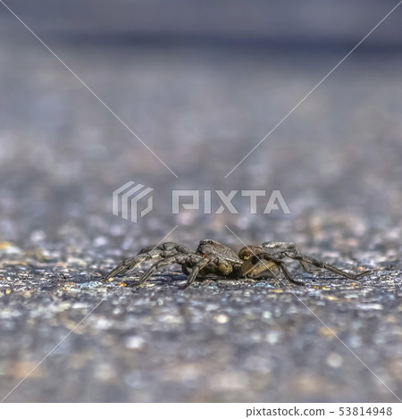 Close up of a black and hairy wolf spider in Utah 53814948