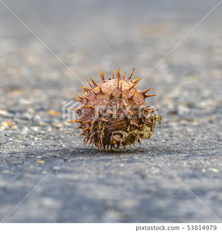 Chestnut inside a prickly shell against ground Chestnut inside a prickly shell against ground 53814979