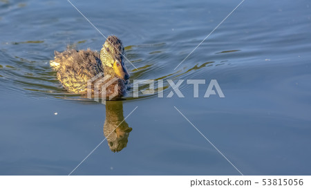Duck swimming on Oquirrh Lake in Daybreak Utah 53815056