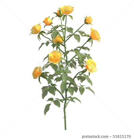 Rose bush 3d illustration isolated on the white background 53815170