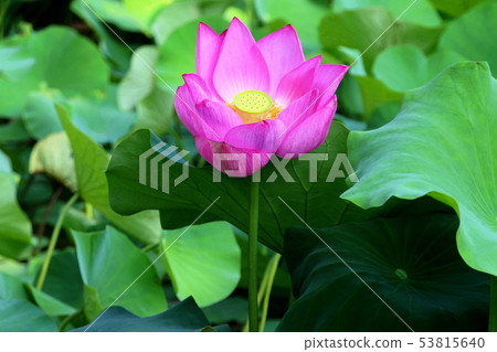 蓮花 53815640