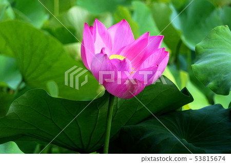 蓮花 蓮花 53815674