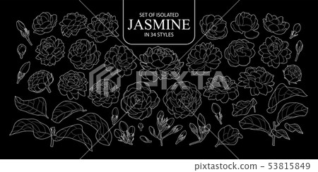 Set of isolated outline of Jasmine in 34 styles. Set of isolated outline of Jasmine in 34 styles. 53815849