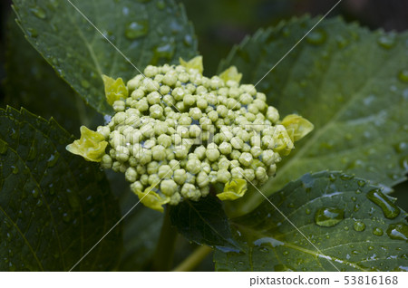 繡球花繡球花 繡球花繡球花 53816168