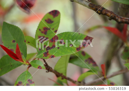 芝麻色斑病（Kanamotochi葉） 53816319