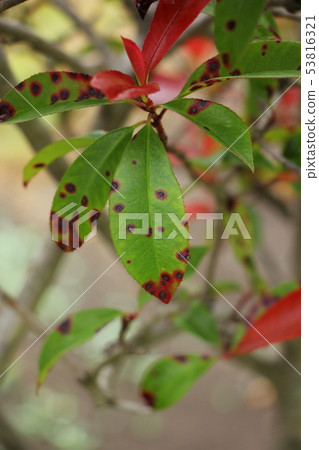 Sesame color spot disease (Kanamotochi leaf) 53816321
