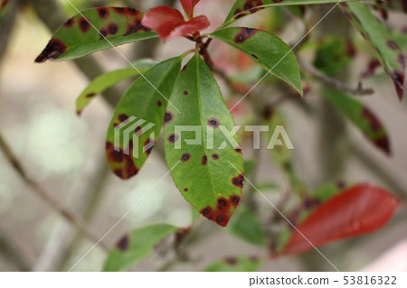 Sesame color spot disease (Kanamotochi leaf) Sesame color spot disease (Kanamotochi leaf) 53816322
