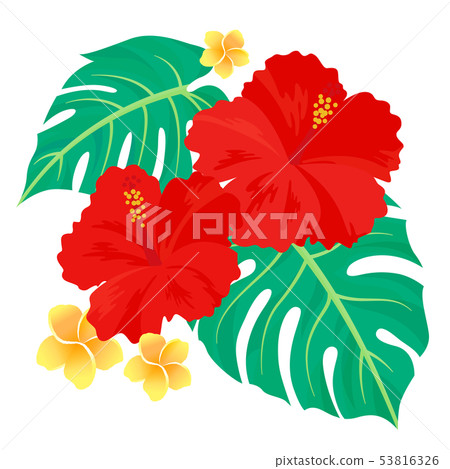 Hibiscus, Plumeria, Monstera 53816326