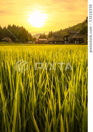 夏季鄉村景觀（在蘆之島環村的黃昏） 53816356