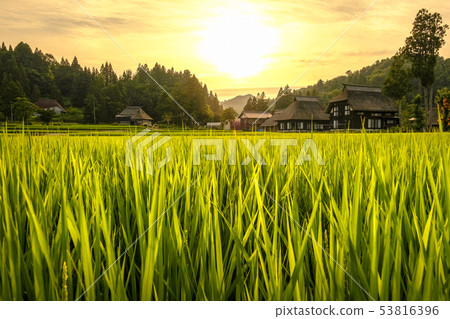 夏季鄉村景觀(在蘆之島環村的黃昏) 夏季鄉村景觀(在蘆之島環村的黃昏) 53816396