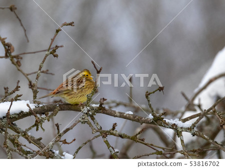 Yellowhammer (Emberiza citrinella) passerine bird 53816702