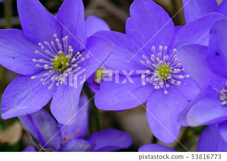 Round-lobed hepatica close-up 53816773