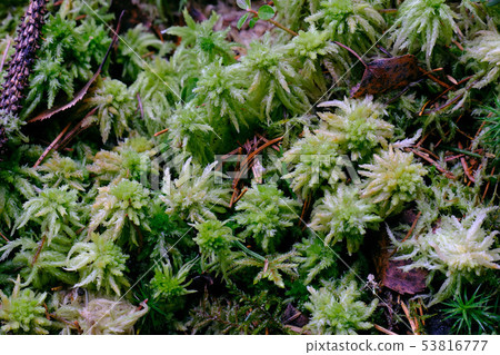 Springtime Peat Moss close up Springtime Peat Moss close up 53816777