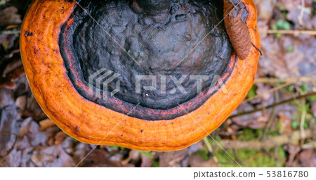 Red-belted Bracket (Fomitopsis pinicola) from top 53816780