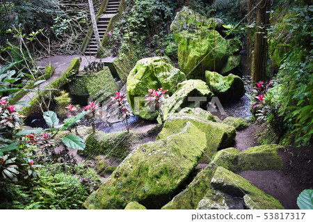 The jungle (Goa Gajah of Bali) 53817317