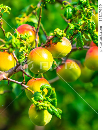 Red rose plum 53817669