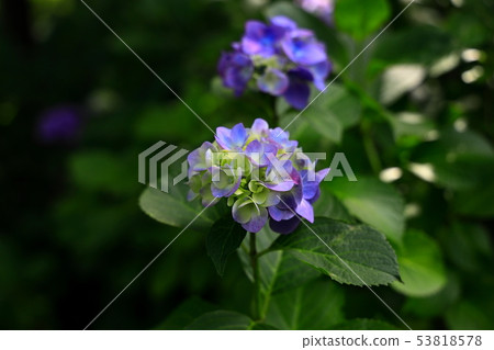 Hydrangeas blooming at Hydrangea Temple 53818578