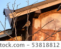 One sparrow 53818812