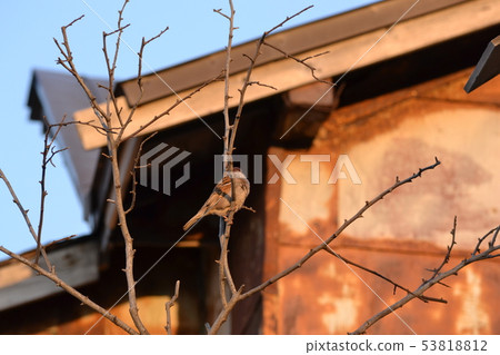 One sparrow One sparrow 53818812