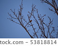 Sparrows on branches 53818814