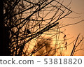 Tree branch and sparrow silhouette 53818820