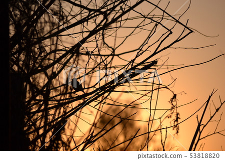 Tree branch and sparrow silhouette Tree branch and sparrow silhouette 53818820