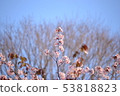 Cherry blossoms growing 53818823