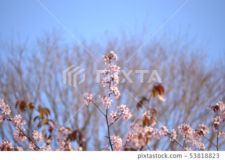 Cherry blossoms growing Cherry blossoms growing 53818823