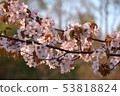 Cherry blossoms stained in the sunset 53818824