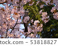 Cherry blossoms and bulbul 53818827