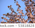 Cherry Blossoms	 53818828