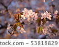 Cherry blossoms stained in the sunset 53818829