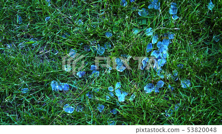 Large hail lies on green grass Large hail lies on green grass 53820048