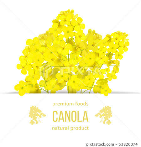 Rapeseed blossom flowers card. template copy space 53820074