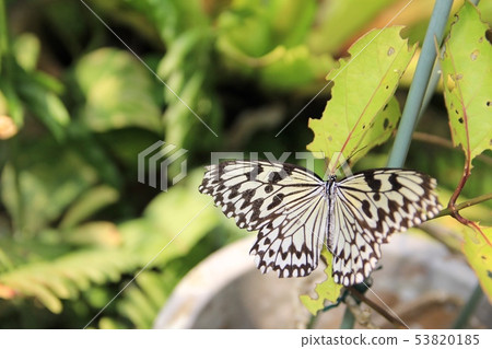 Butterfly butterfly in the butterfly garden on Yubu Island, Okinawa Tourism 53820185