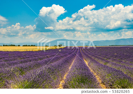 Lavender field, Provence, France 53820265