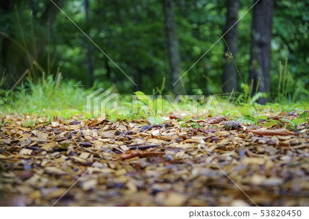 夏季西澤谷（山梨縣·七月） 53820450