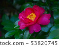 Rose flower with raindrops 53820745