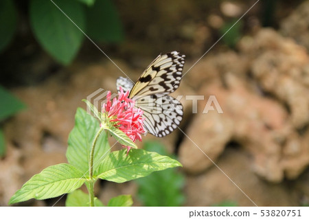 Butterfly butterfly in the butterfly garden on Yubu Island, Okinawa Tourism 53820751