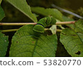 A swallowtail butterfly larva 53820770