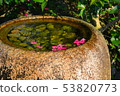 Rose petals floating in a water basin 53820773