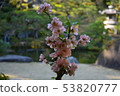 Plum blossom  53820777
