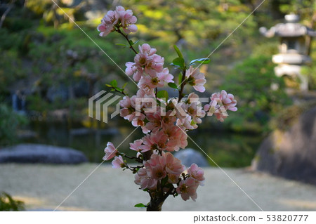 梅花 梅花 53820777
