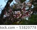 Plum blossom  53820778