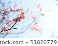 Plum blossom  53820779