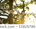 Plum blossom  53820780