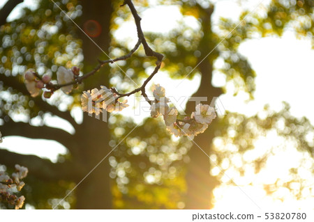 梅花 梅花 53820780
