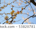 Plum blossom  53820781