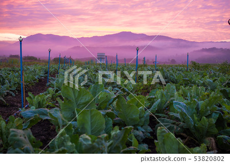 Colorful sky cloud sunrise in tobacco plantation 53820802