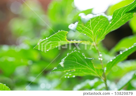 斧頭在一個下雨天 斧頭在一個下雨天 53820879